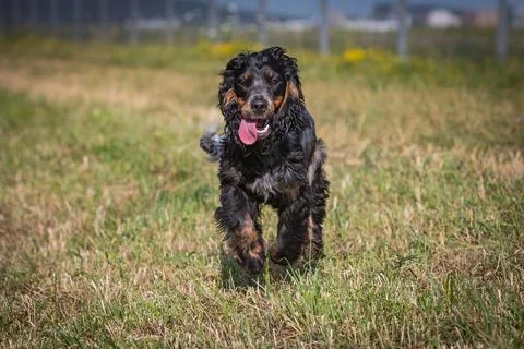 Running cocker spaniel Stock Photos