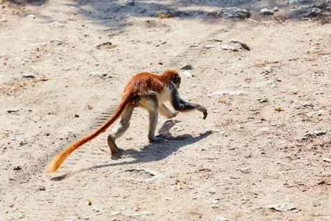 Running colobus with big tail Foto stock