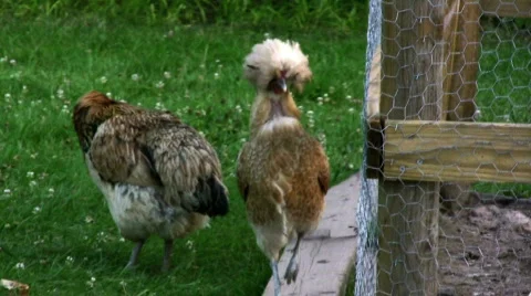 Running to the coop Stock Footage 139153