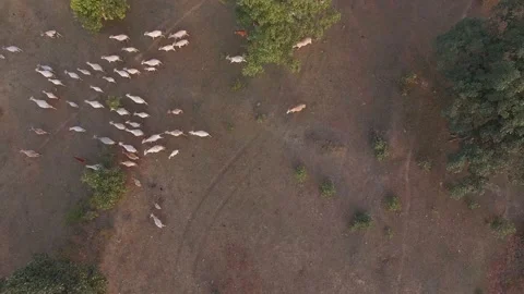 Running cow drone video Video stock 196219404
