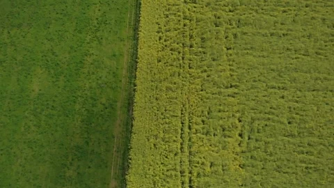 Running cows in a canola field 库存影片 151934016