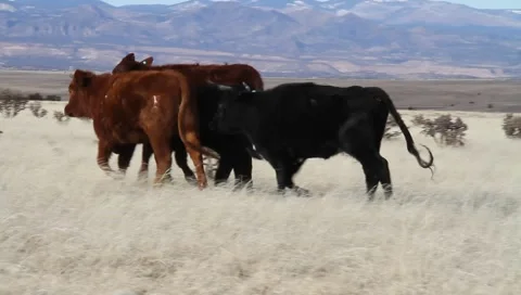 Running Cows Stock Footage 1017623