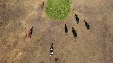 Running cows Stock Footage 139889396