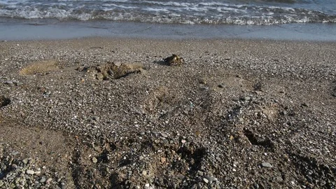 Running crab Stock Footage 93872475