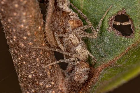 Running Crab Spider Stock Photos