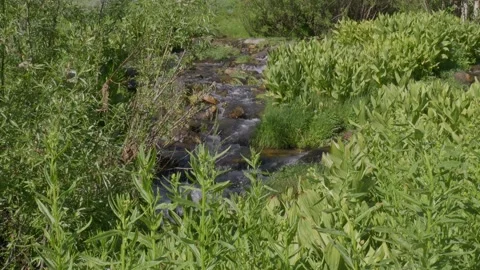 Running creek Video stock 246874031