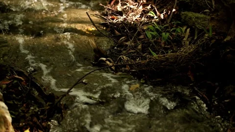 Running creek at Mount Coot-tha Stock Footage 330091759