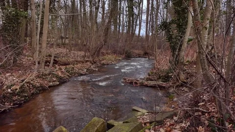 Running Creek through trees 2 Stock Footage 280370215