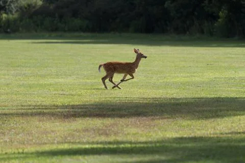 Running Dear 写真素材