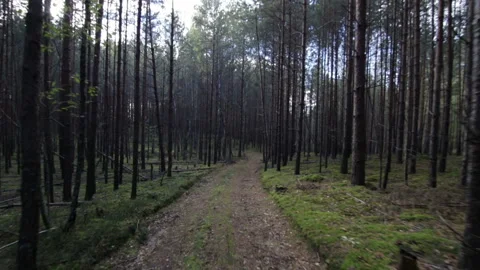 Running in deep forest on path pov shot Stock Footage