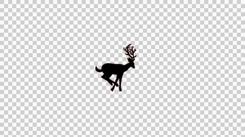 Running Deer With Alpha Видео 44175673