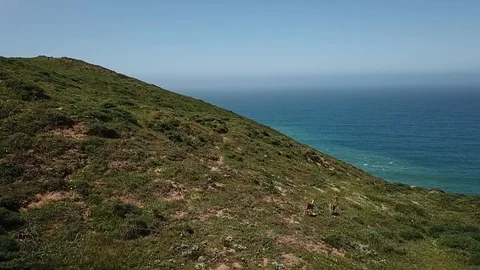 Running deer on cliffiside overlooking ocean Stock Footage 89699541