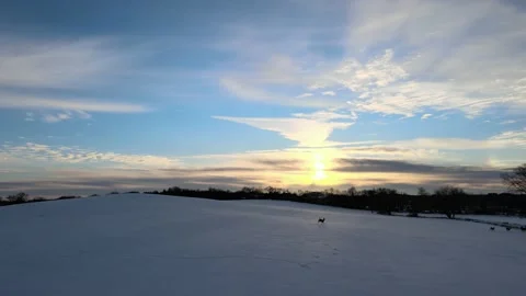 Running of the Deer Stock Footage 169052111