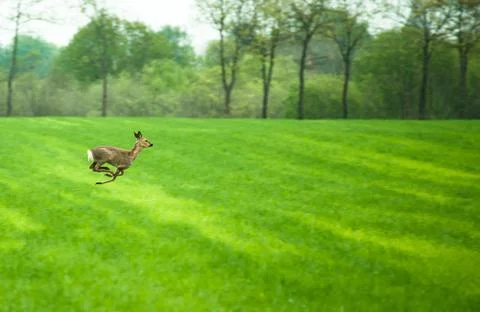 Running deer Stock Photos