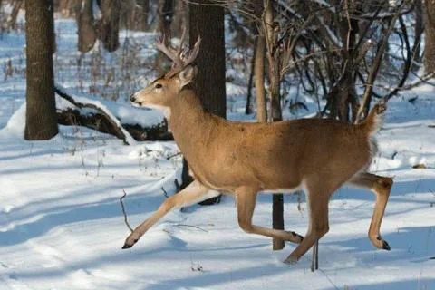 Running Deer Stock Photos