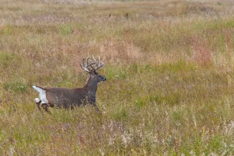 Running Deer Stock Photos