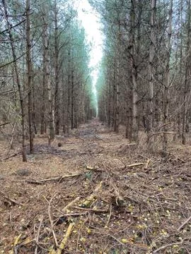 Running to the distance in the forest 스톡 사진