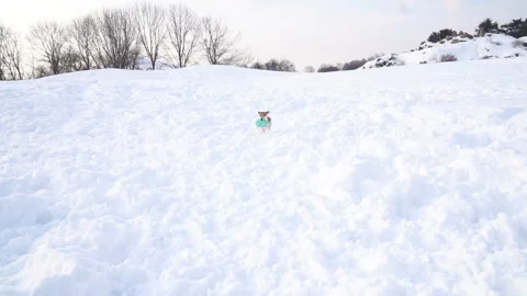 Running dog with blue disk toy. Video footage slow motion Vídeo Stock 86867404