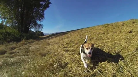 Running Dog with flapping ears Stock Footage 32349209