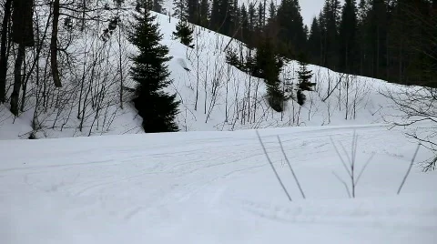 Running dog Stock Footage 678447