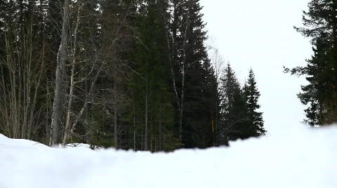 Running dog Stock Footage 678597