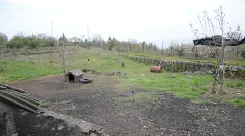 Running dog Stock Footage 37417087