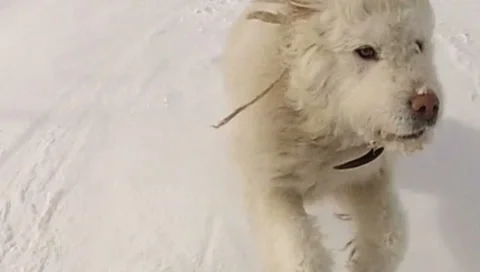 Running Dog Stock Footage 39601513