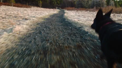 Running with dog Stock Footage 53087667