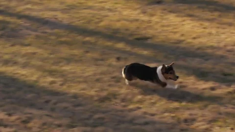 Running Dog Stock Footage 87707818