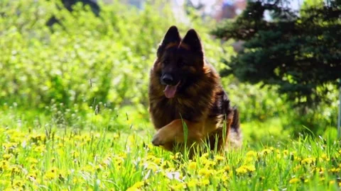 Running Dog Stock Footage 91306798