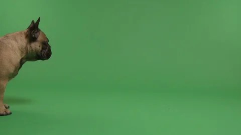 Running dog Stock Footage 103037588