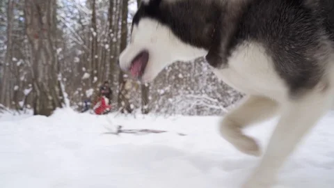 Running dog Stock Footage 128197376