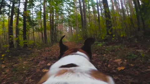 Running dog Stock Footage 141610945