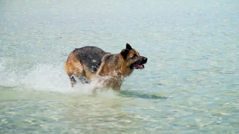 Running dog Video stock 149160650
