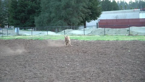 A running dog. Vídeos de archivo 172053020
