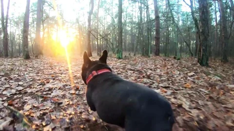 Running dog in a forest Stock Footage 83989024
