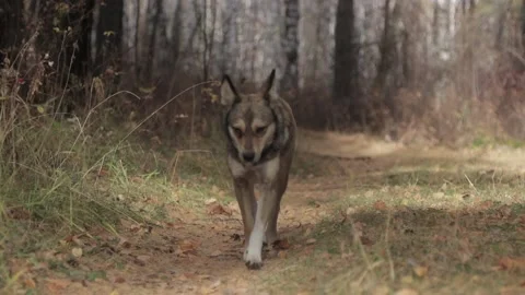 Running dog in the forest Stock Footage 99042106
