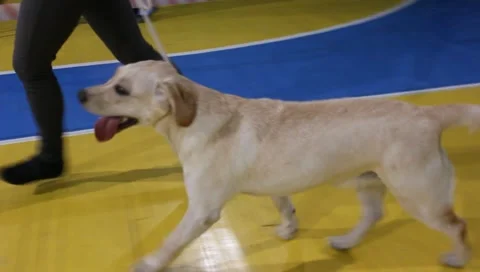 Running dog labrador Stock Footage 10889152