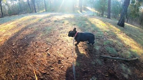 Running dog on a leash Stock Footage 83989068