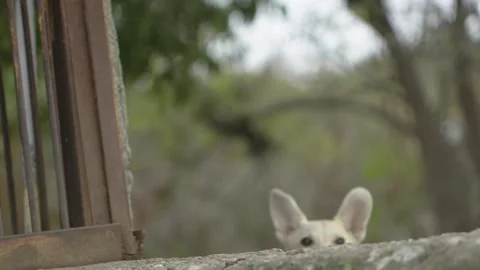 Running dog on a leash Stock Footage 132858953