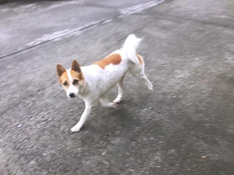 A Running Dog Looking At Camera Stock Photos