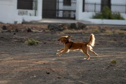 Running dog Stock Photos