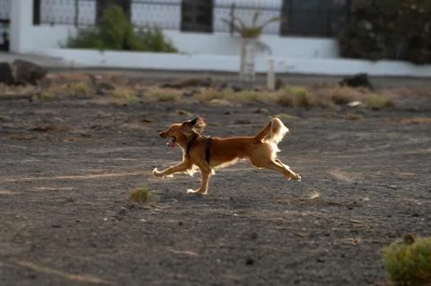 Running dog Stock Photos