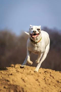 Running dog Stock Photos