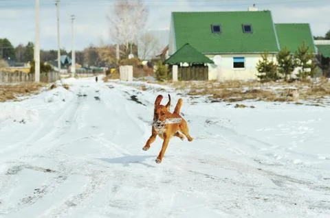 Running dog Stock Photos