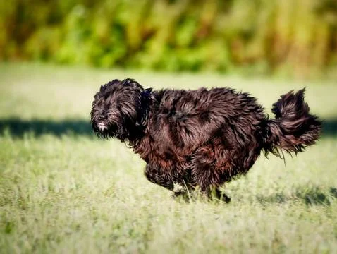 Running dog Stock Photos