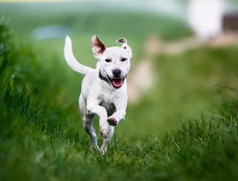 Running dog Stock Photos