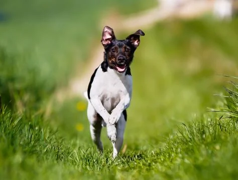 Running dog Stock Photos