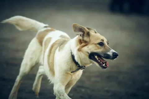 Running dog Stock Photos