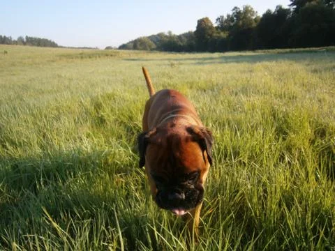 Running dog Fotos Stock